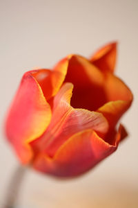 Close-up of orange rose