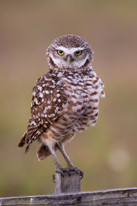 Close-up of owl perching on wooden post