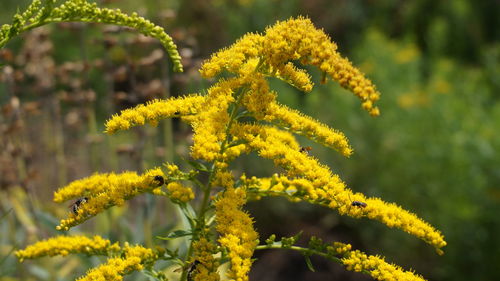 Close-up of yellow flowering plant