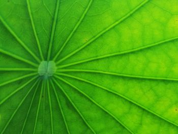 Full frame shot of green leaf