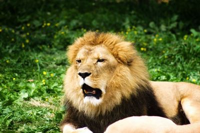 Portrait of a lion