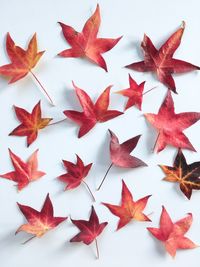 High angle view of autumn leaves on white background