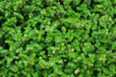 Full frame shot of plants
