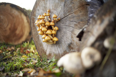 Close-up of mushrooms on wood