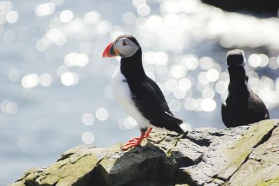 Close-up of bird perching on rock