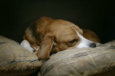 Close-up of dog sleeping on bed