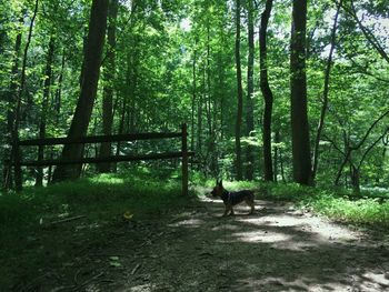 Trees in forest