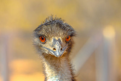 Close-up portrait of a bird