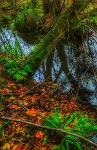 Trees in forest