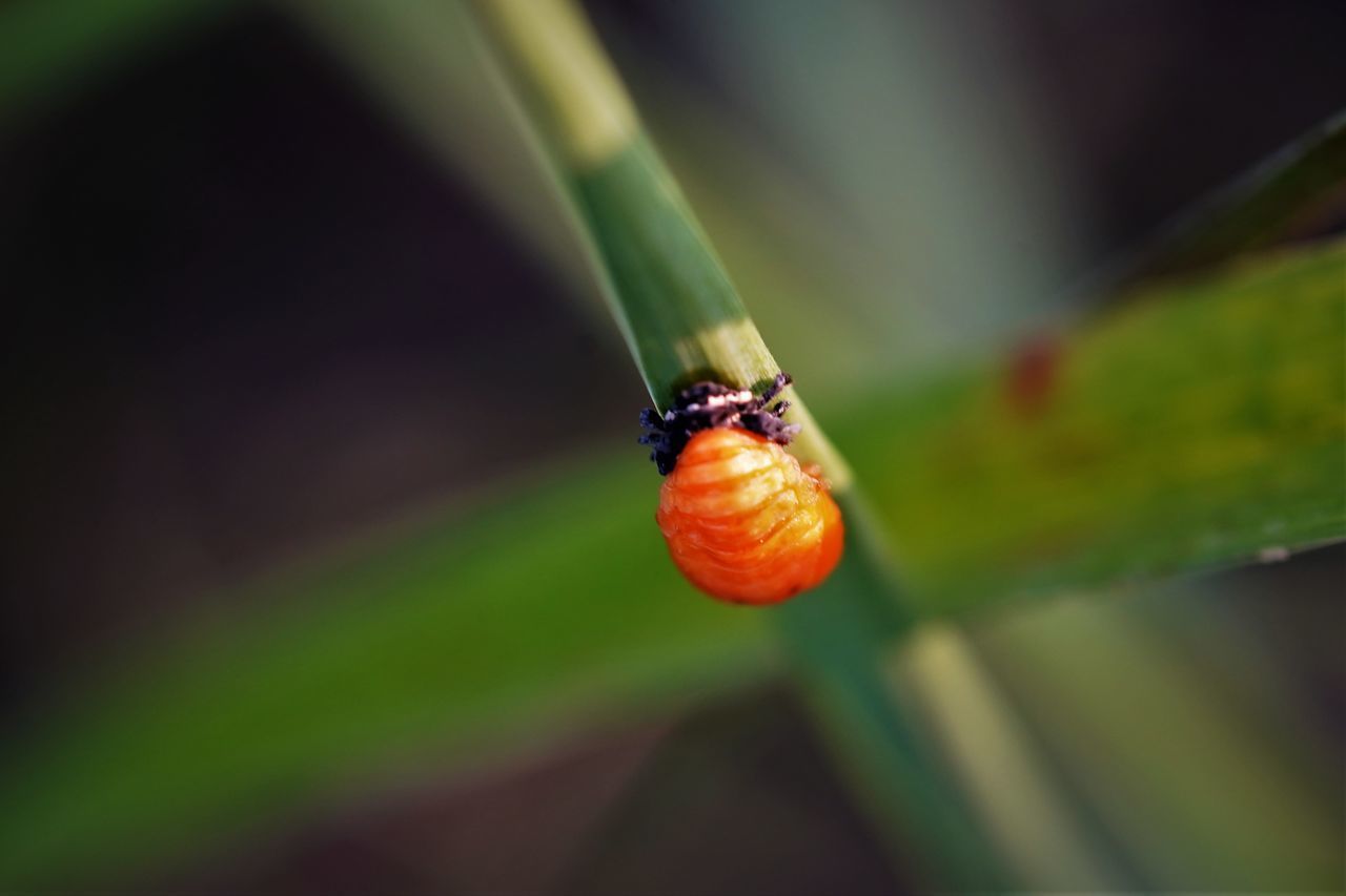 CLOSE-UP OF HOUSEFLY ON LEAF