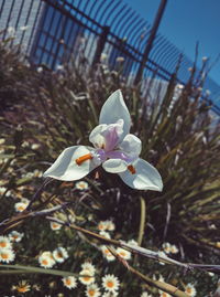 Close-up of white flowers