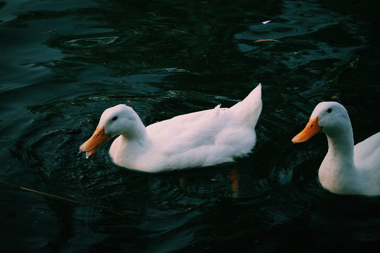 bird, animal themes, water, animal, animals in the wild, vertebrate, swimming, animal wildlife, lake, waterfront, one animal, no people, nature, day, white color, beak, water bird, beauty in nature, animal family, cygnet