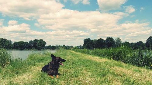 Dog resting by pond