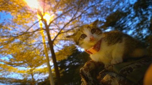 Low angle view of cats