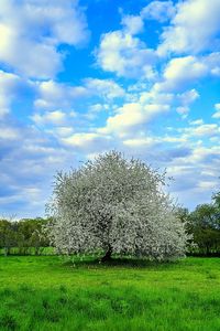 Scenic view of grassy field against sky