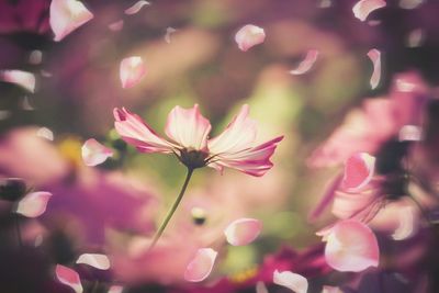 Close-up of pink flowers