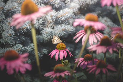 Close-up of yellow flowering plants