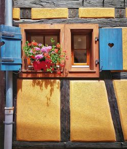 Potted plant on window of building