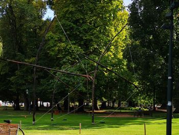 Trees in park