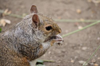 Close-up of squirrel eating food