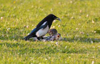 Magpie killing and eating a young fieldfare