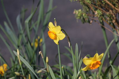 Close-up of yellow flowering plant