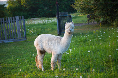 Portrait of sheep standing in field