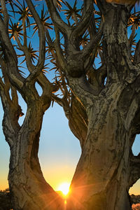 Low angle view of tree against sky during sunset