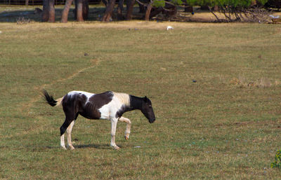 Side view of horse running on field
