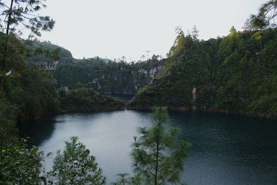 Scenic view of river in forest against clear sky