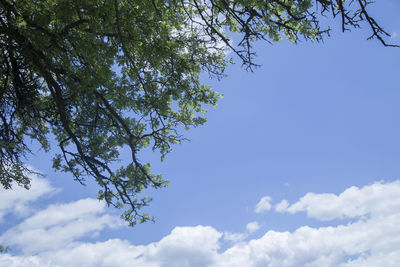 Low angle view of tree against sky