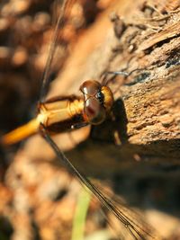 Close-up of dragonfly