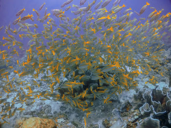 Fish swimming in sea