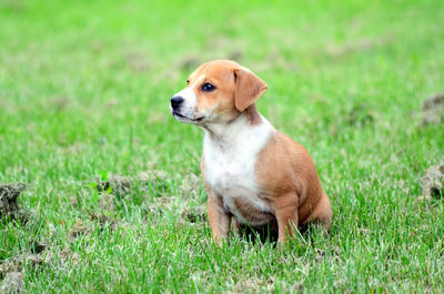 Close-up of dog sitting on field