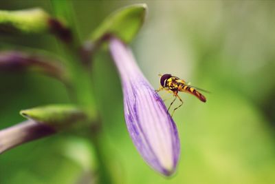 Close-up of bee pollinating on flower