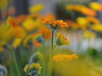 Close-up of yellow flowering plant