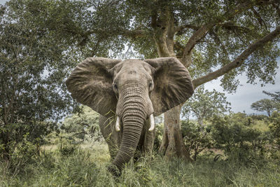Elephant in a forest