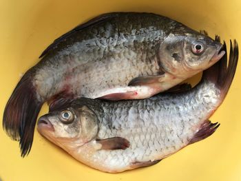 High angle view of dead fish