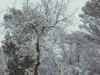 Low angle view of bare trees in forest during winter