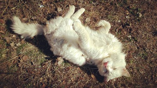 Cat relaxing on tiled floor