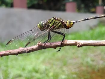 Close-up of insect perching on stem