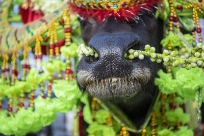 Close-up of horse