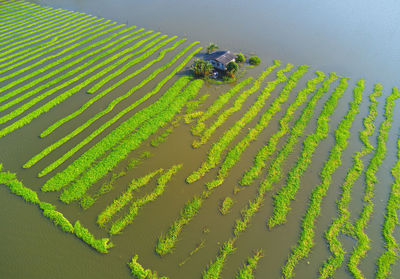 High angle view of rice field