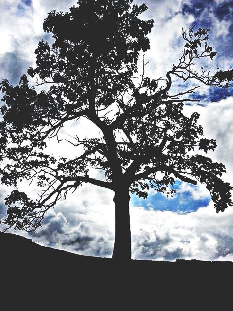 sky, cloud - sky, tree, low angle view, silhouette, cloudy, cloud, tranquility, nature, beauty in nature, branch, tranquil scene, scenics, outdoors, growth, no people, day, overcast, idyllic, bare tree