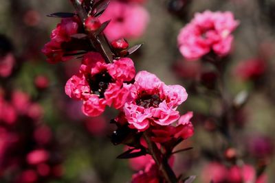 Close-up of insect on pink flowering plant