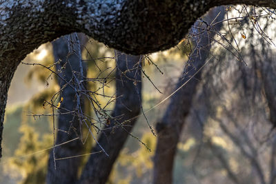 Close-up of tree