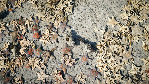 High angle view of dry autumn leaves