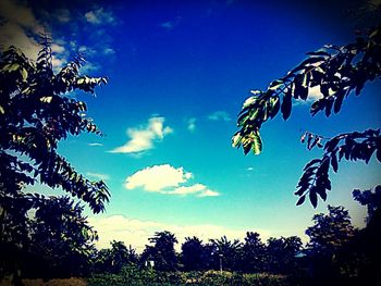 Low angle view of trees against blue sky