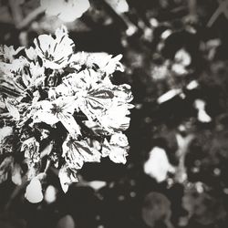 Close-up of flowers on branch