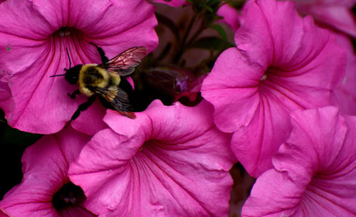 Close-up of bee pollinating on pink flower